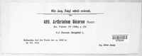 Arthrinium bicorne image